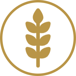 Gluten