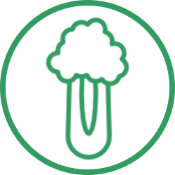 Selderij