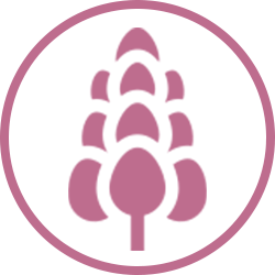 Lupine